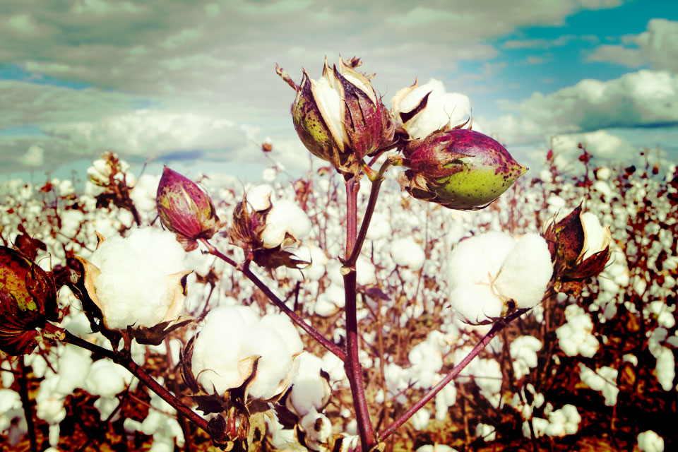 organic natural cotton